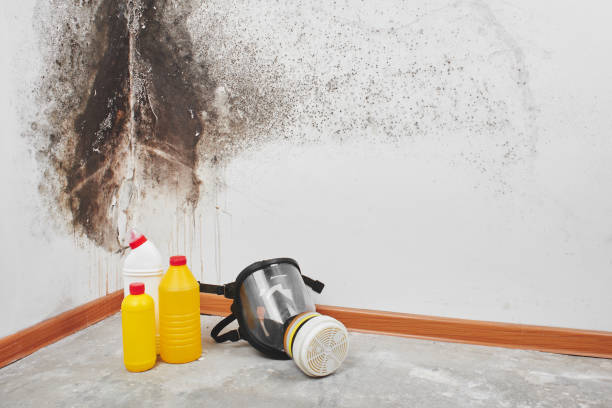 Trusted North Springfield, VA Mold Removal Experts
