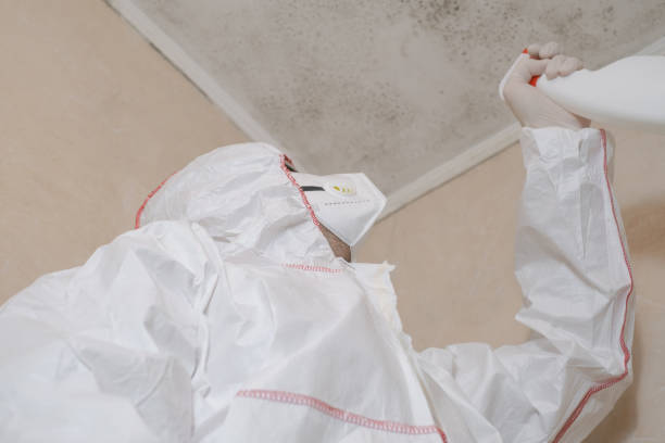 Best Certified Mold Removal  in North Springfield, VA