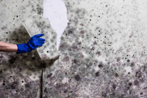 Best Professional Mold Removal  in North Springfield, VA