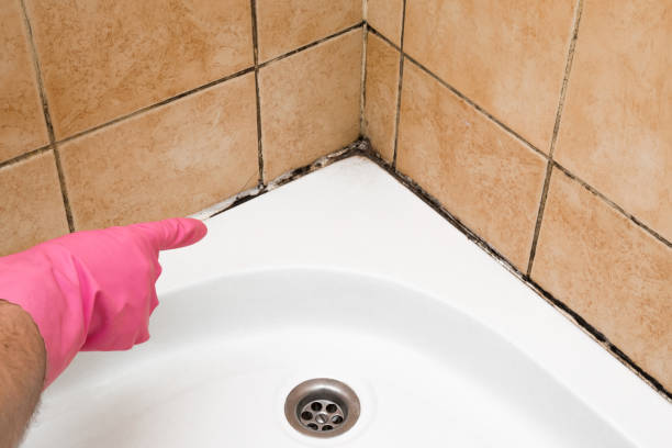Best Commercial Mold Removal  in North Springfield, VA