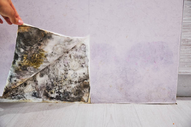 Best Black Mold Removal  in North Springfield, VA
